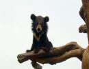 韩国旅游：无忧爱美网体验熊熊木乐园