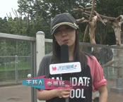 解读：韩国著名旅游景点熊熊木乐园